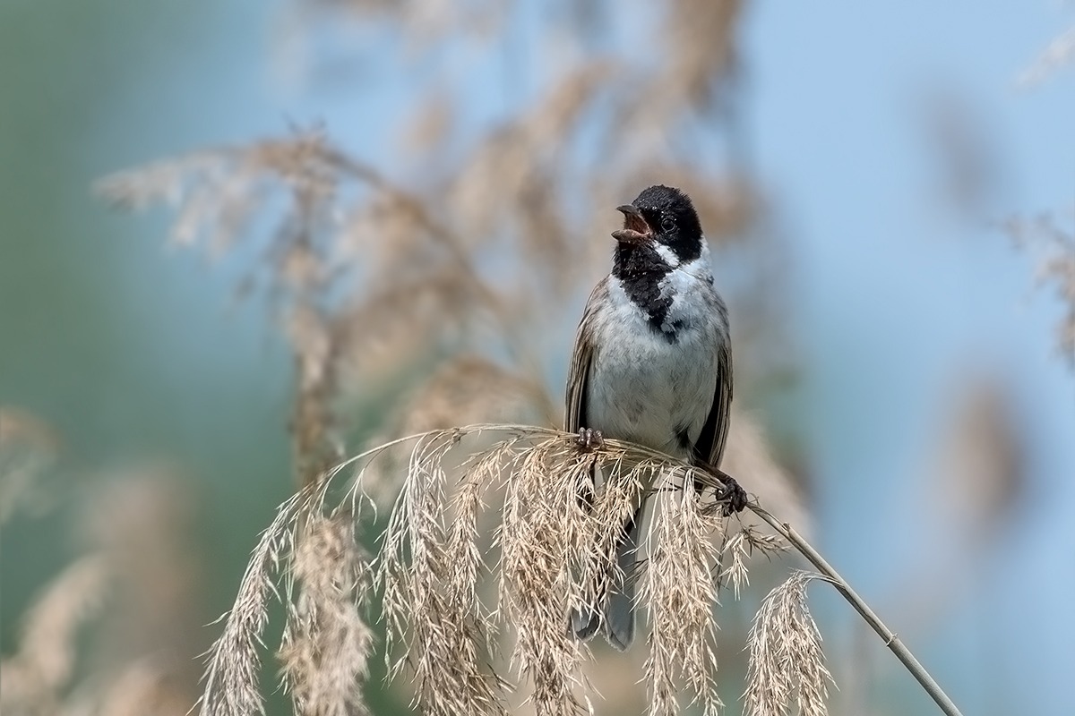 Rohrammer_m_20160526.jpg