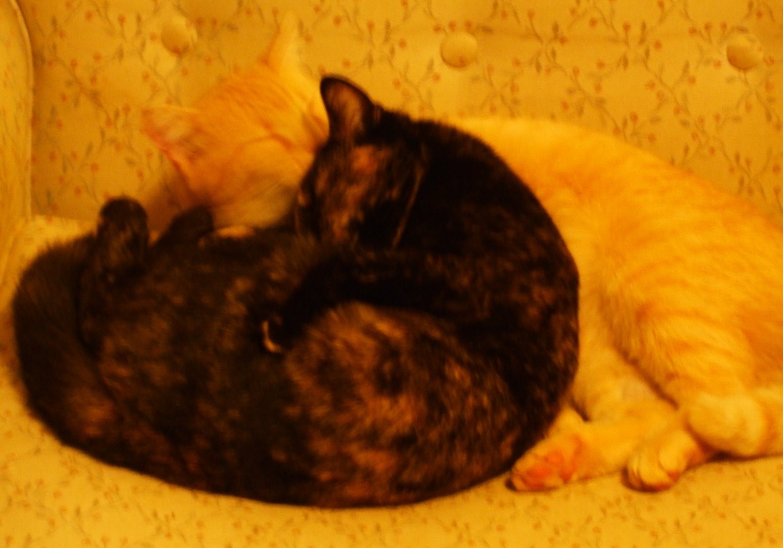 rsz_dscf6401.jpg