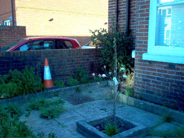 S7 Apple Tree at No 16.jpg