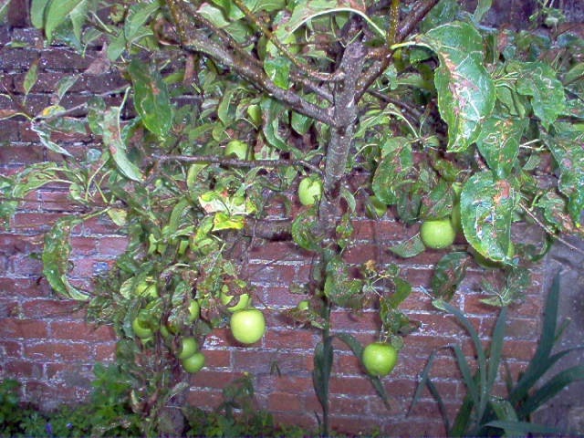 S7 Apples.jpg