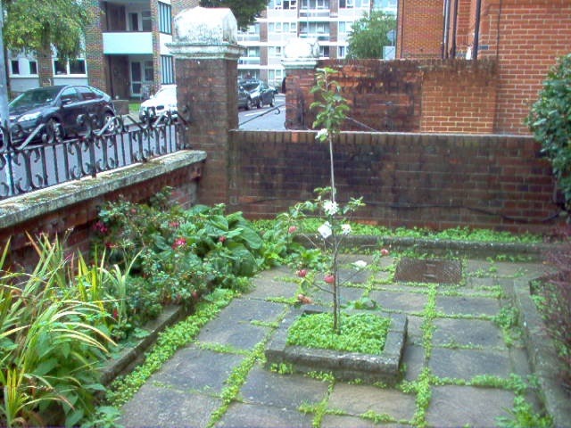 S7 Confused Apple Tree.jpg