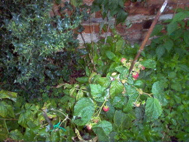 S7 Raspberries (copy).jpg