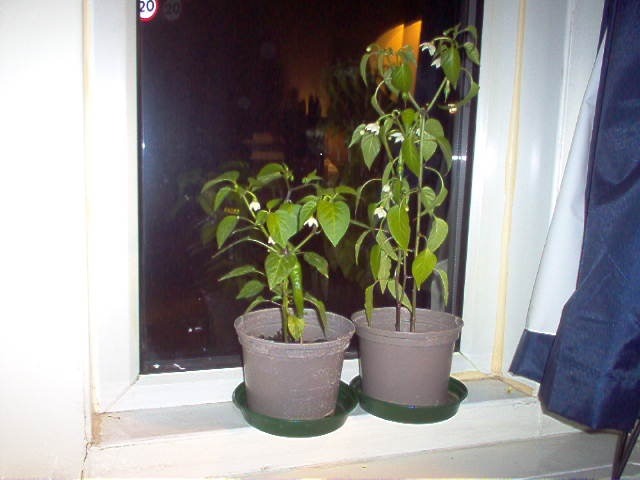 S7 Red Hot Chilis.jpg