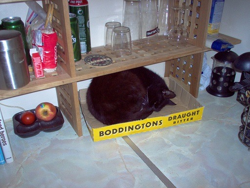 Schmooby Kipping.jpg