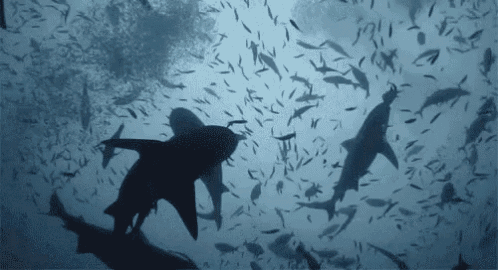 shark-fish.gif