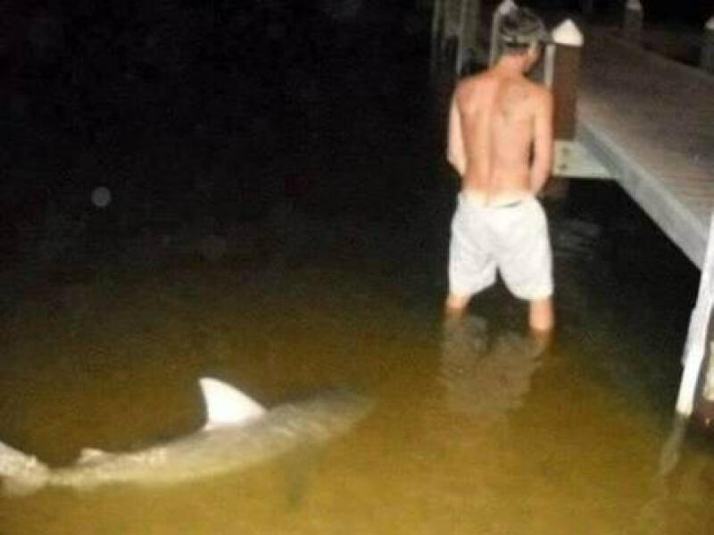 Shark.jpg
