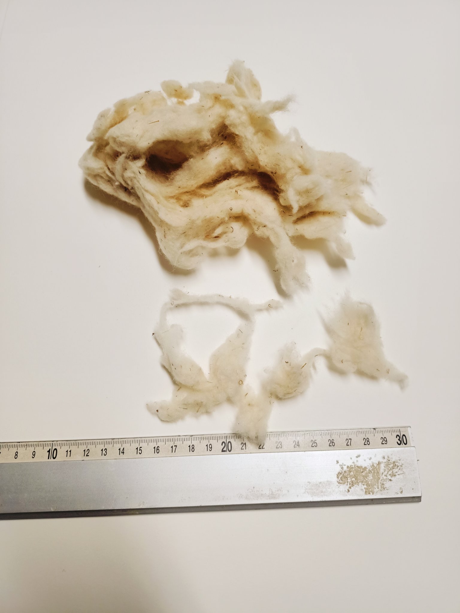 short-haired-thoroughly-cleanded wool..jpg
