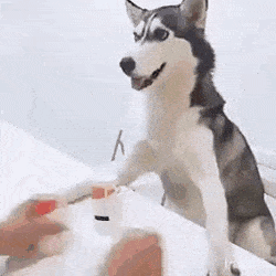 SmartDog.gif
