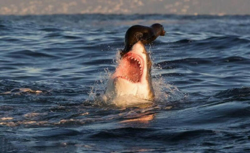 so-close-shark.jpg
