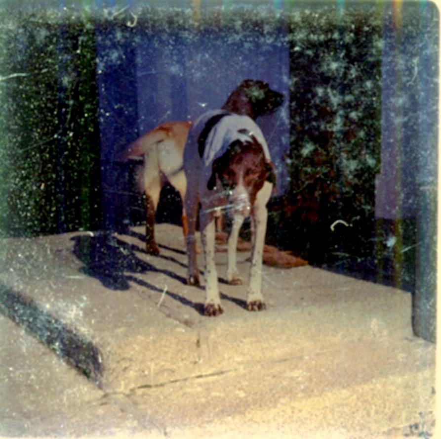 sorrel copy.jpg