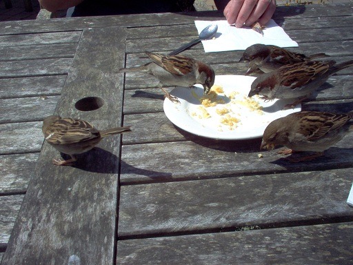 Sparrows on Scilly.jpg