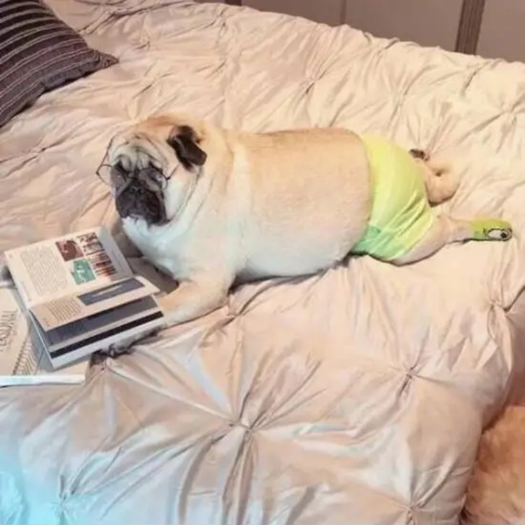 Spirit Animal.jpg