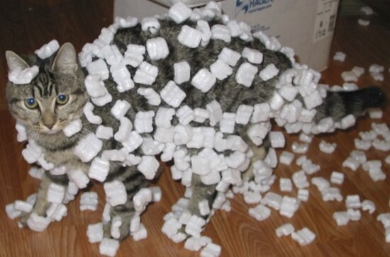 static cat tribo01.jpg