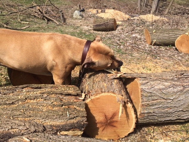 Stick.JPG