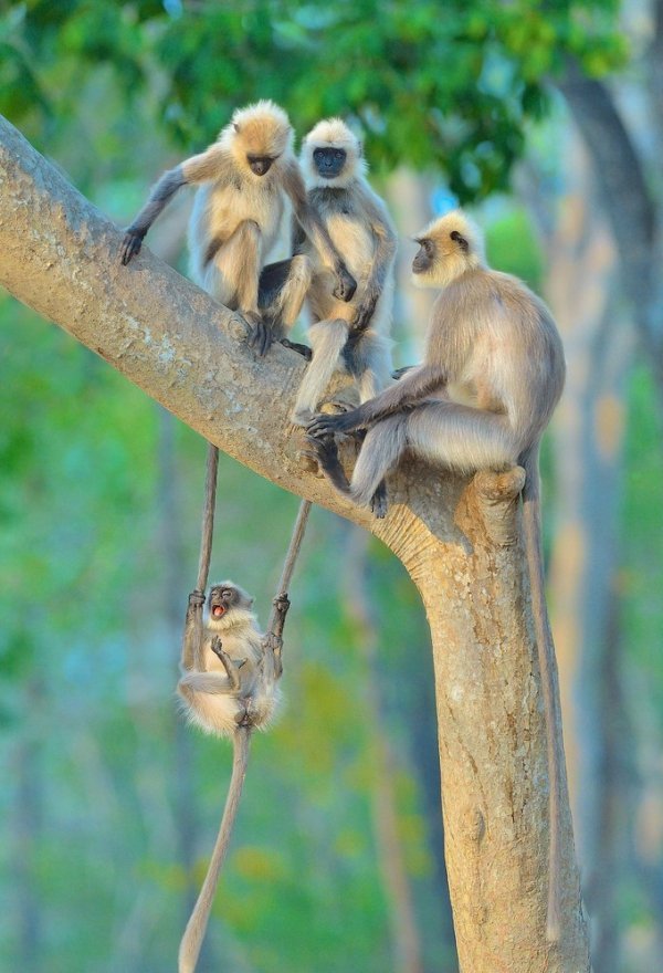 SwingingingOnYourTails.jpg