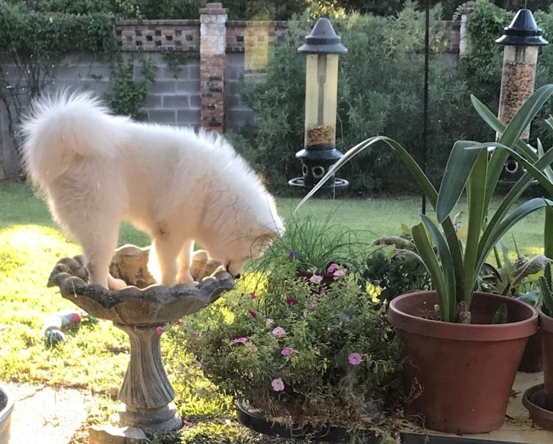 Tex in birdbath.jpg