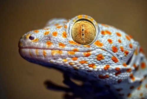 The Eye of the Leopard Gecko.jpg