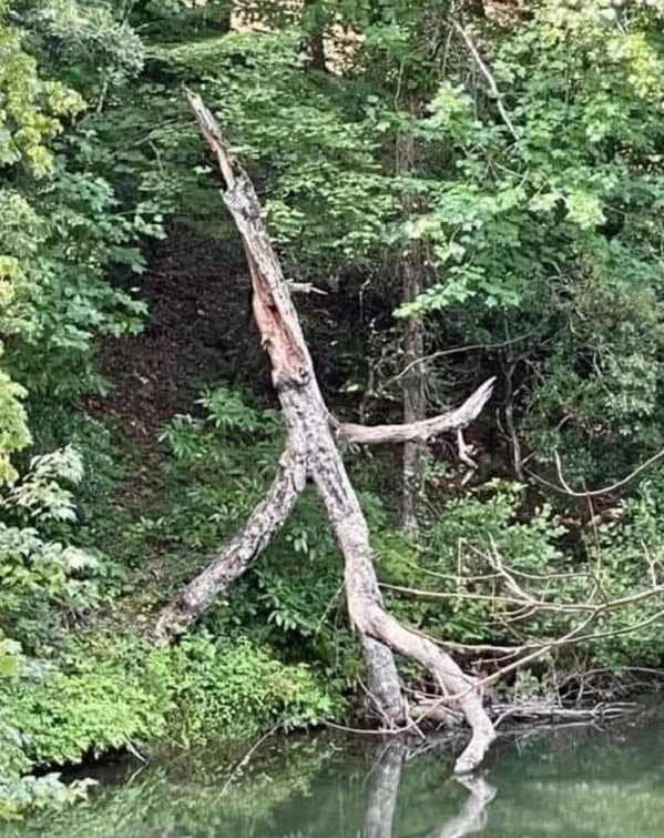 tree.jpeg