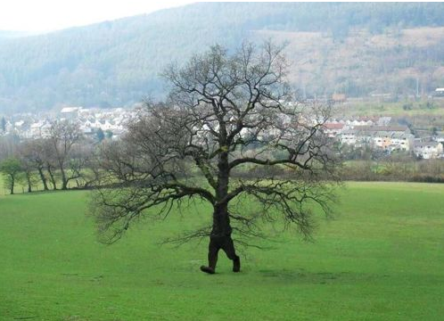 tree.png