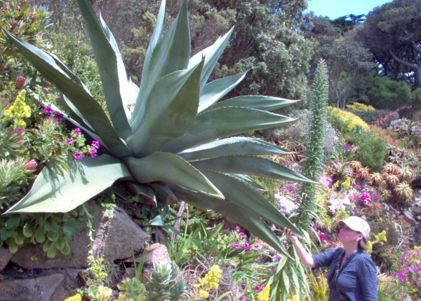 Tresco Abbey Gardens.jpg