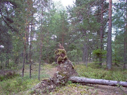 trollwoods.jpg