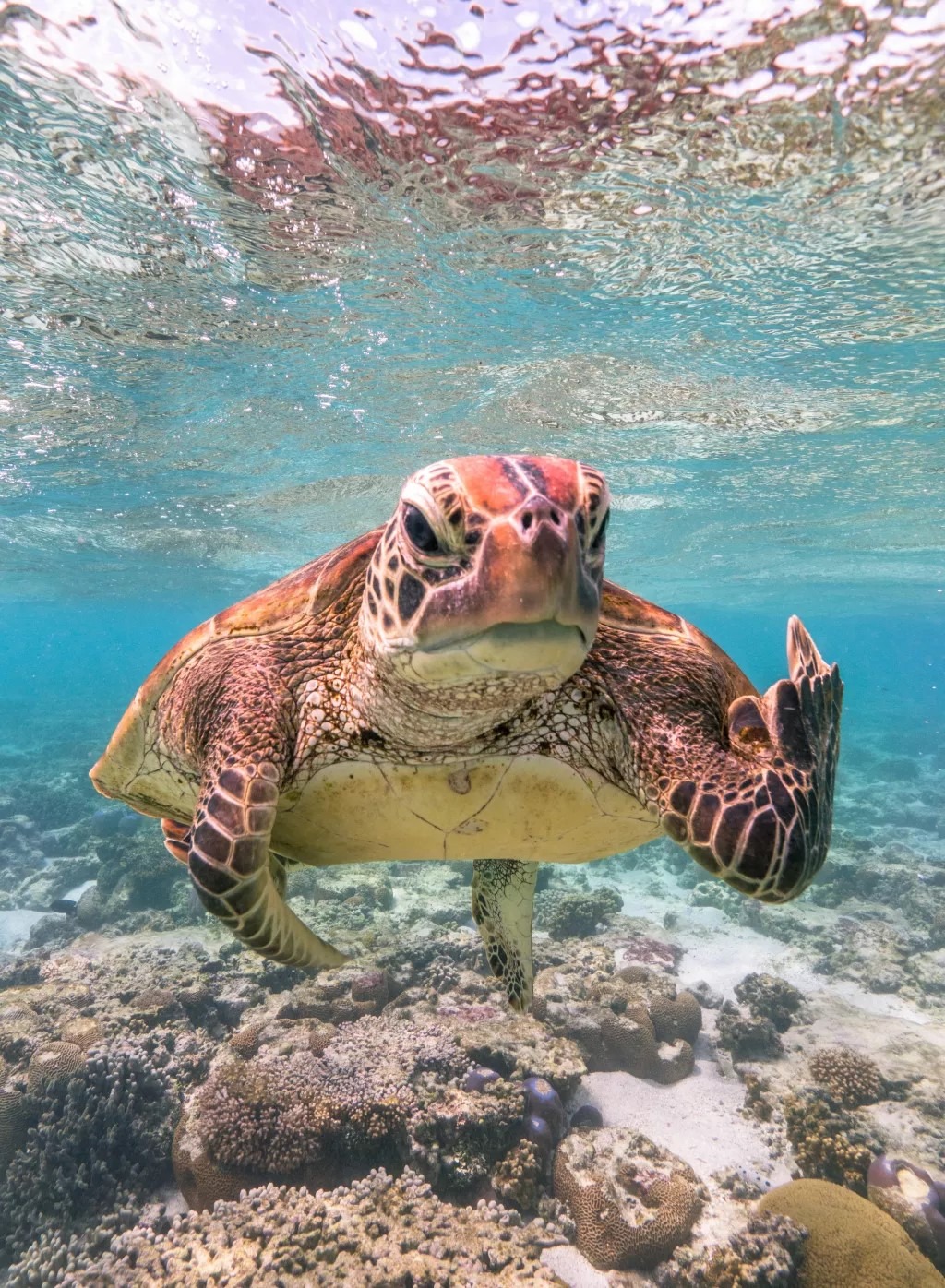 Turtle Bird.jpeg