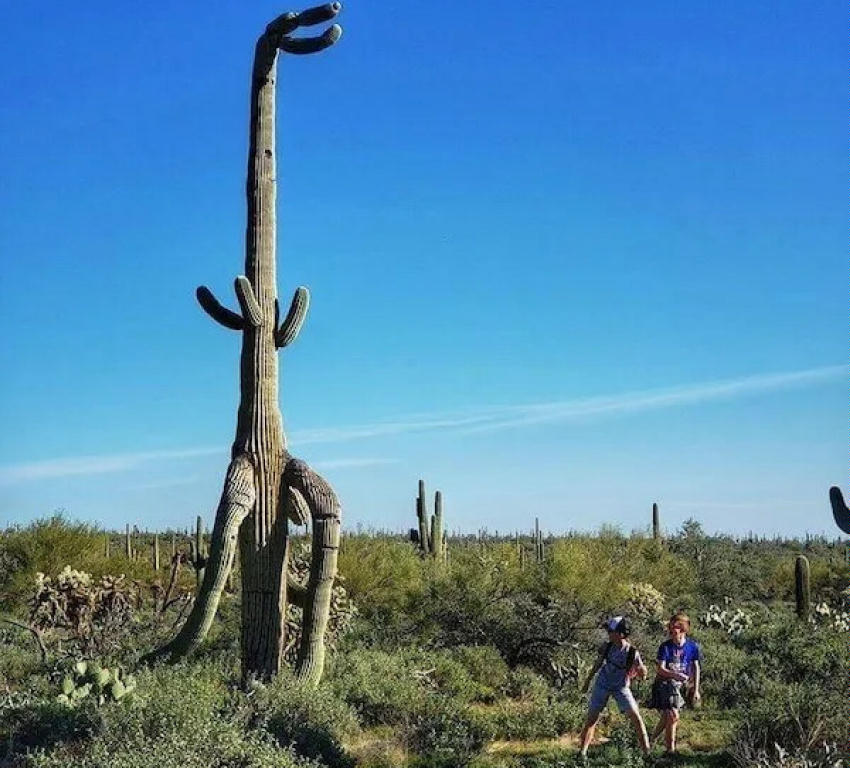 TyrannosaurusCactus.jpg