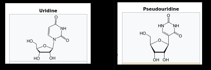 Uridine and Pseudouridine in mRNA.png
