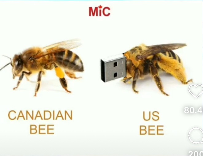 US Bee.jpeg