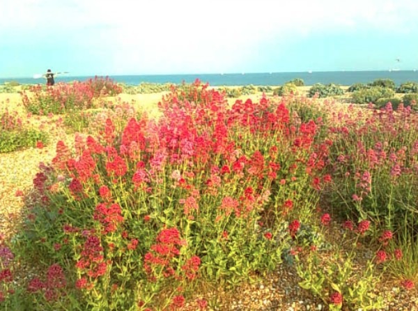 Valerian Portsmouth Beach 2017.jpg