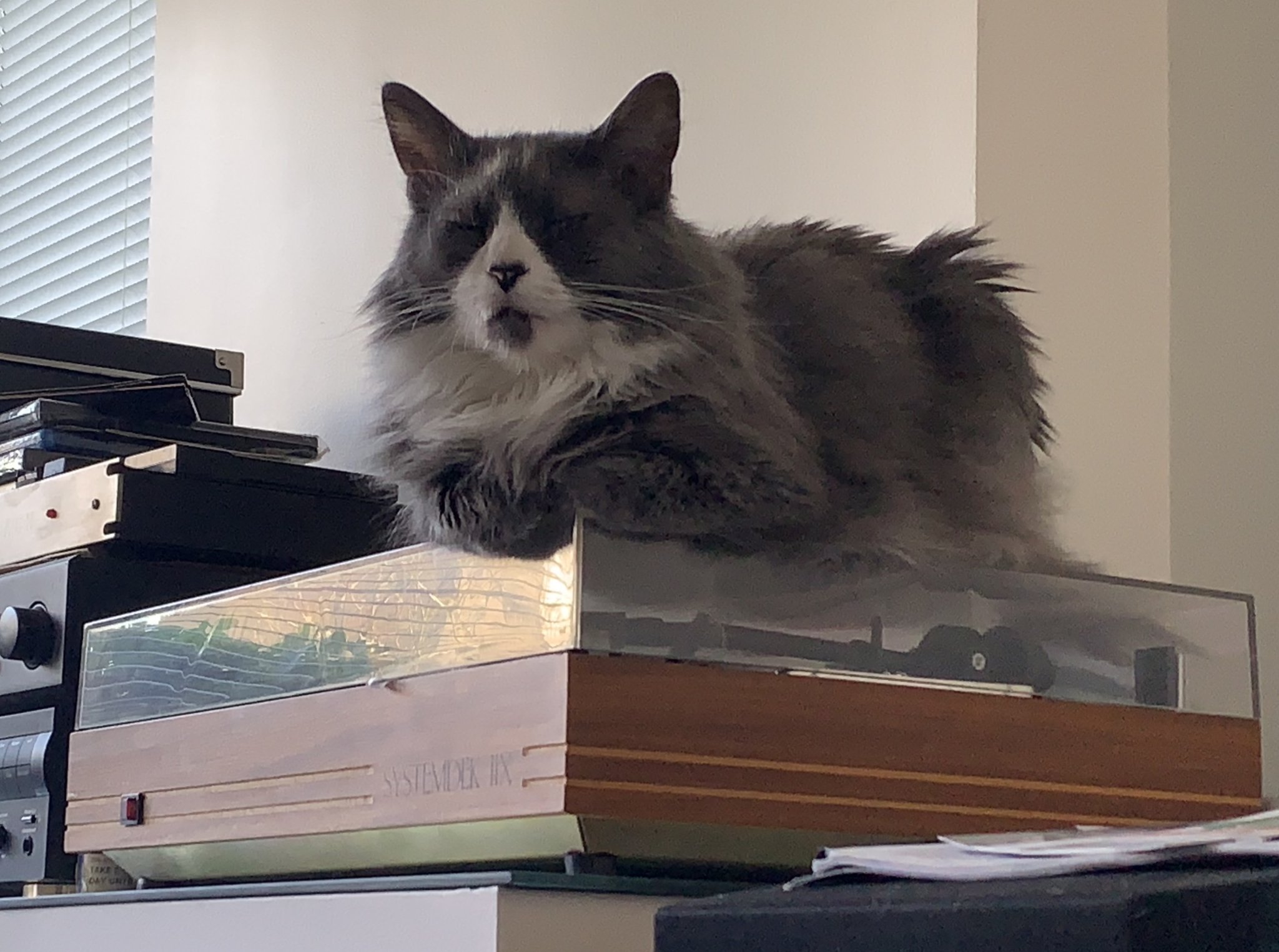 Vinyl Rules.jpg