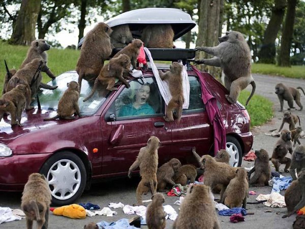 WeWantToSeeTheMonkeys.jpg