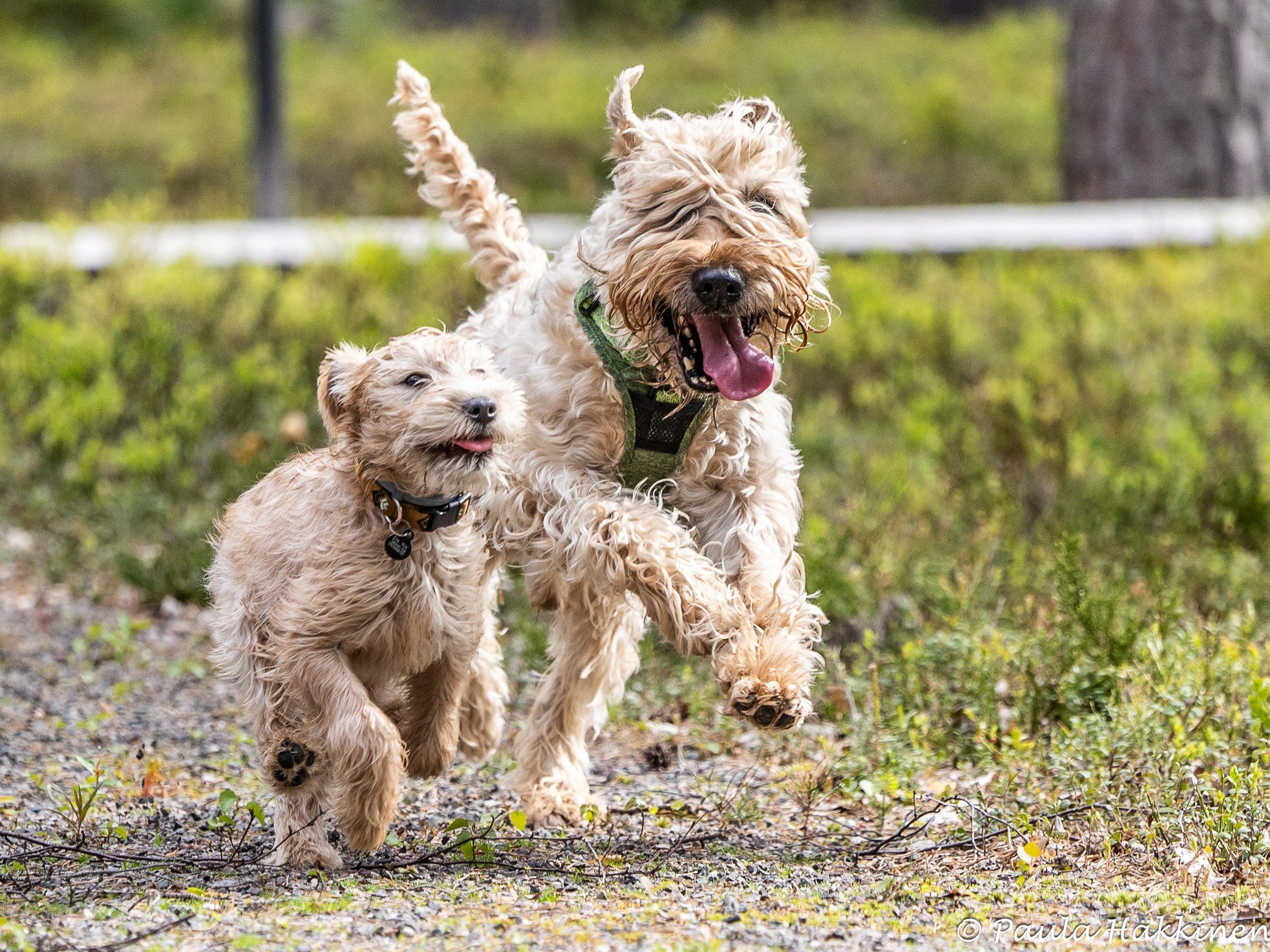 wheatens.jpg
