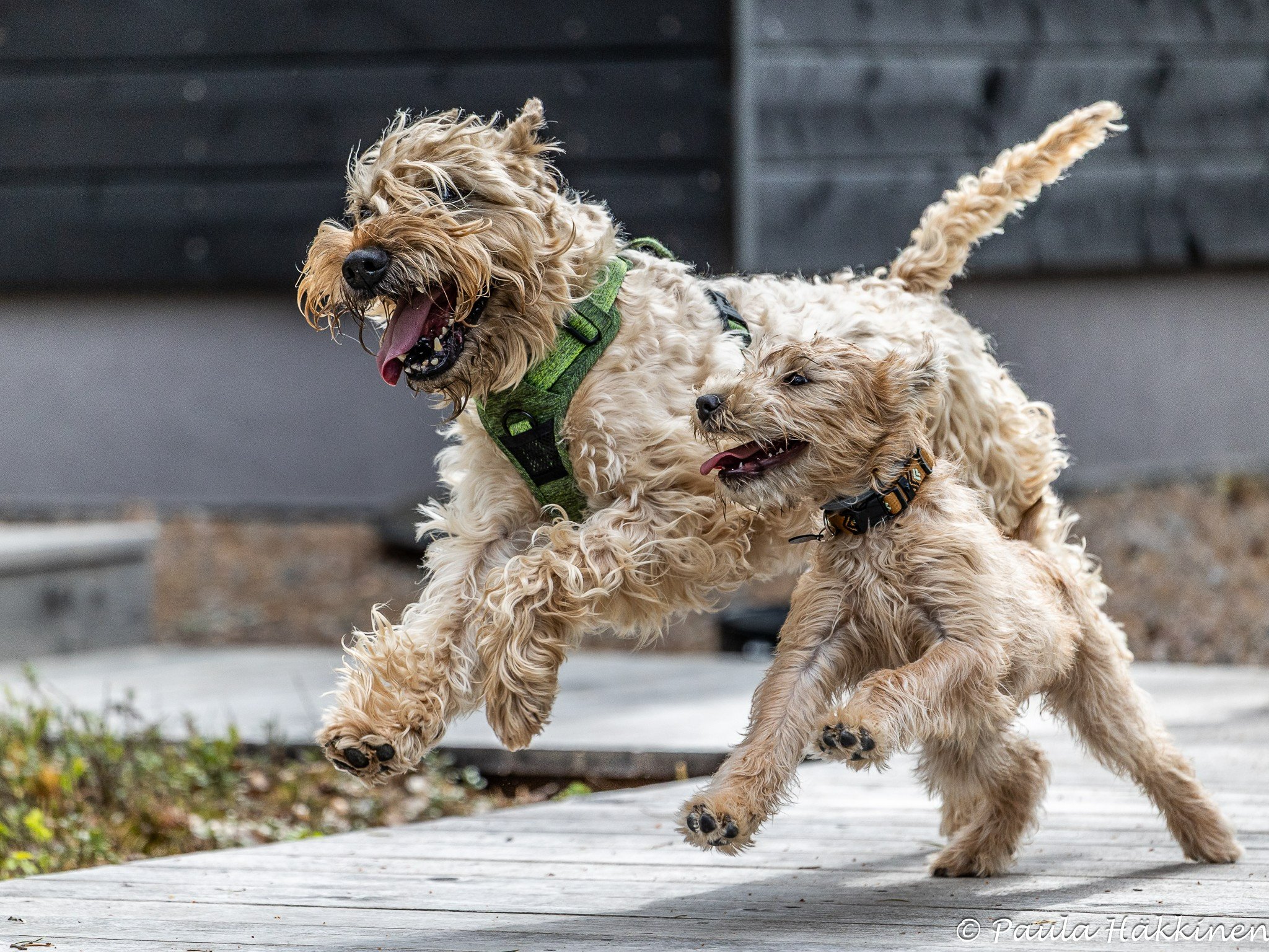 wheatens1.jpg