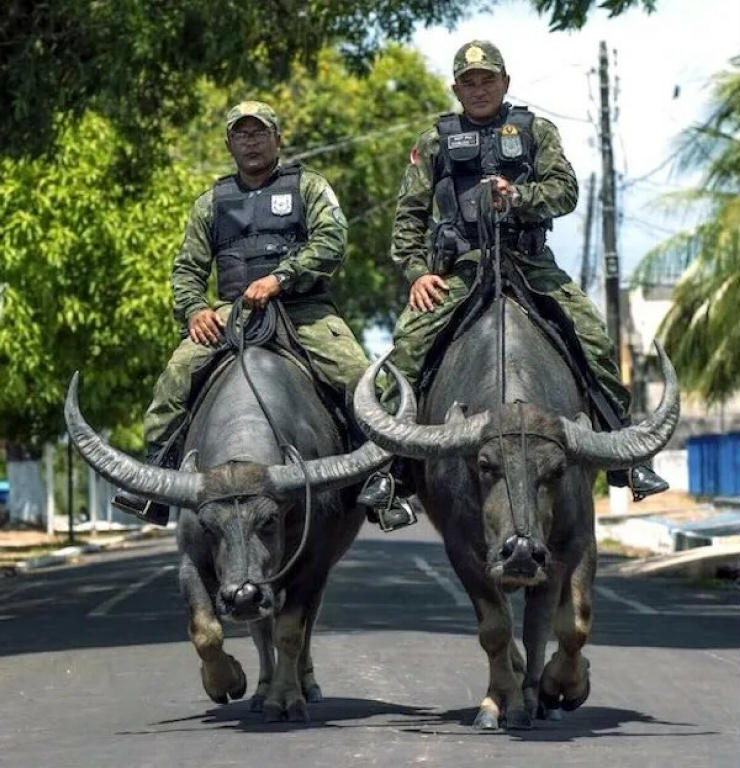 WhenThe PoliceRideInOnMenacingWaterBuffalo.jpg