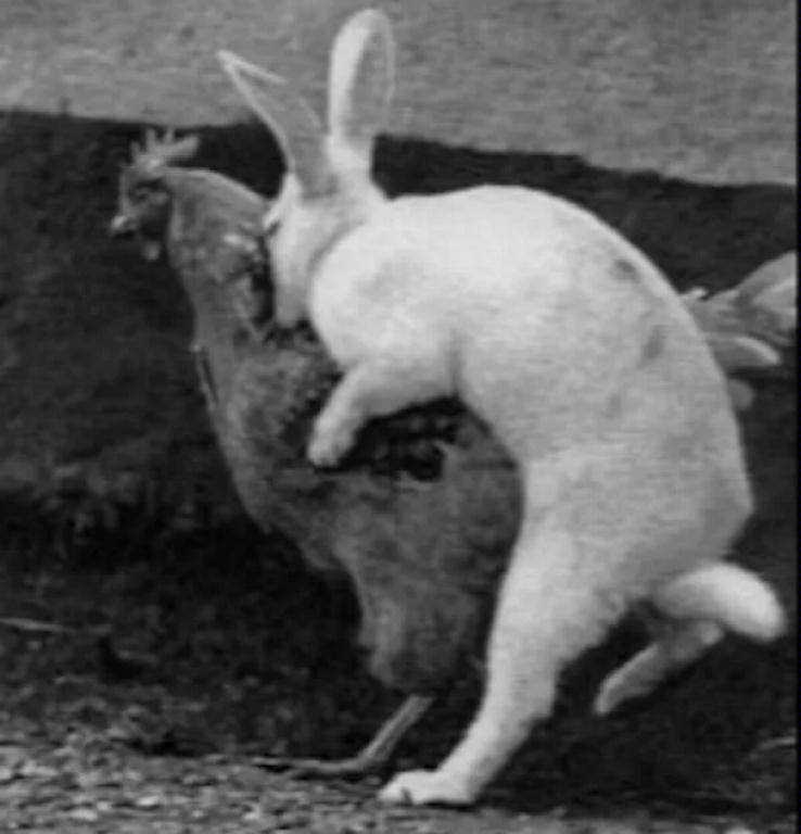 WhereEasterEggsComeFrom.jpg