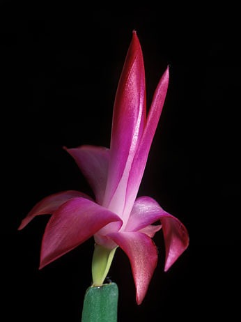 XmasCactus.jpg