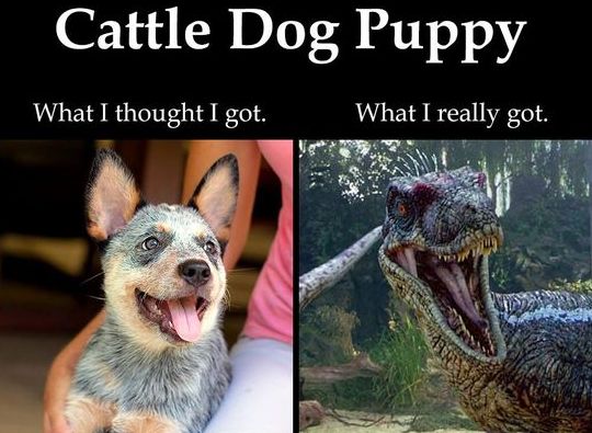 xxdog_dino1.jpg