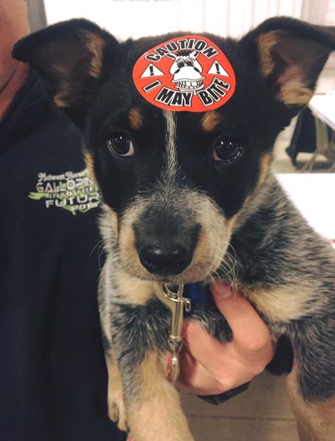 xxdog_may_bite.jpg
