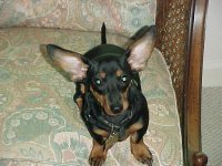 goldenear.jpg