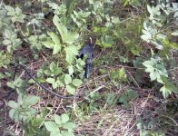 image0029.jpg