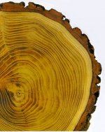 cut-tree.jpg