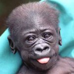 babygorilla_large.jpg