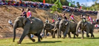 Elephant Race.jpg