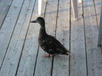 IMG_5484.jpg