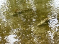 IMG_0448.jpeg