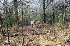 Deer at Park.jpg