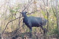 Nilgai.jpg
