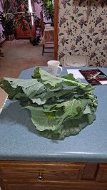Collards.jpg
