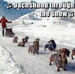 dachsund_thru_snow.jpg